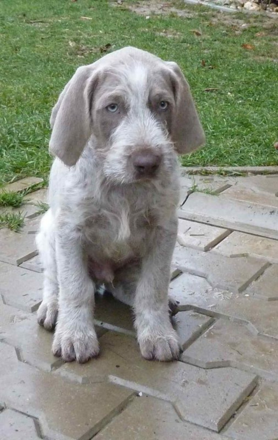 Slovakian Rough Haired Pointer Dog Breed Information Images Characteristics Health