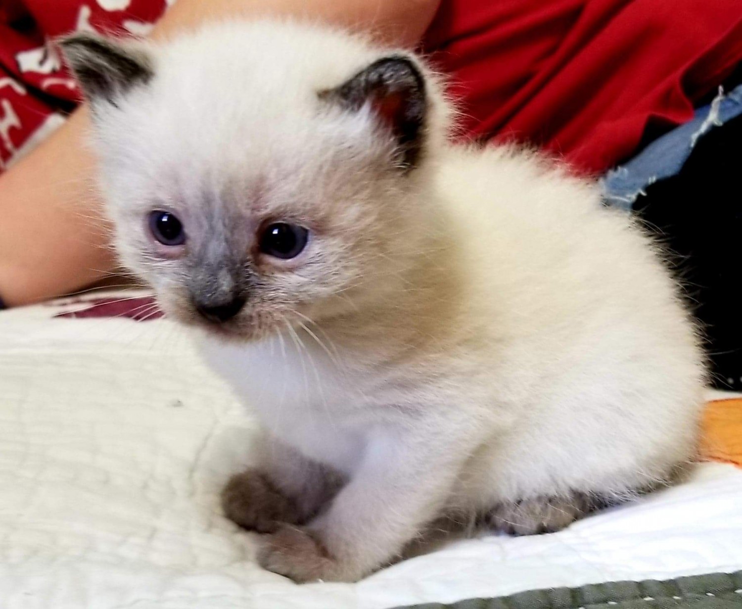 Snowshoe Cats For Sale Seymour, WI 295197 Petzlover