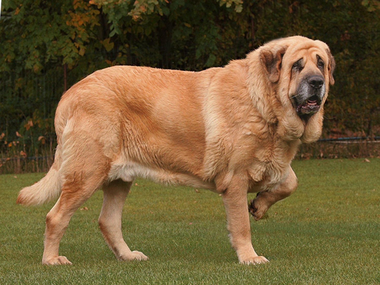 Spanish Mastiff Dog Breed Information Images Characteristics Health