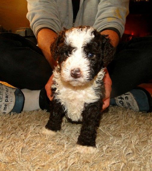 Spanish Water Dog Puppies For Sale | Columbus, OH #172332