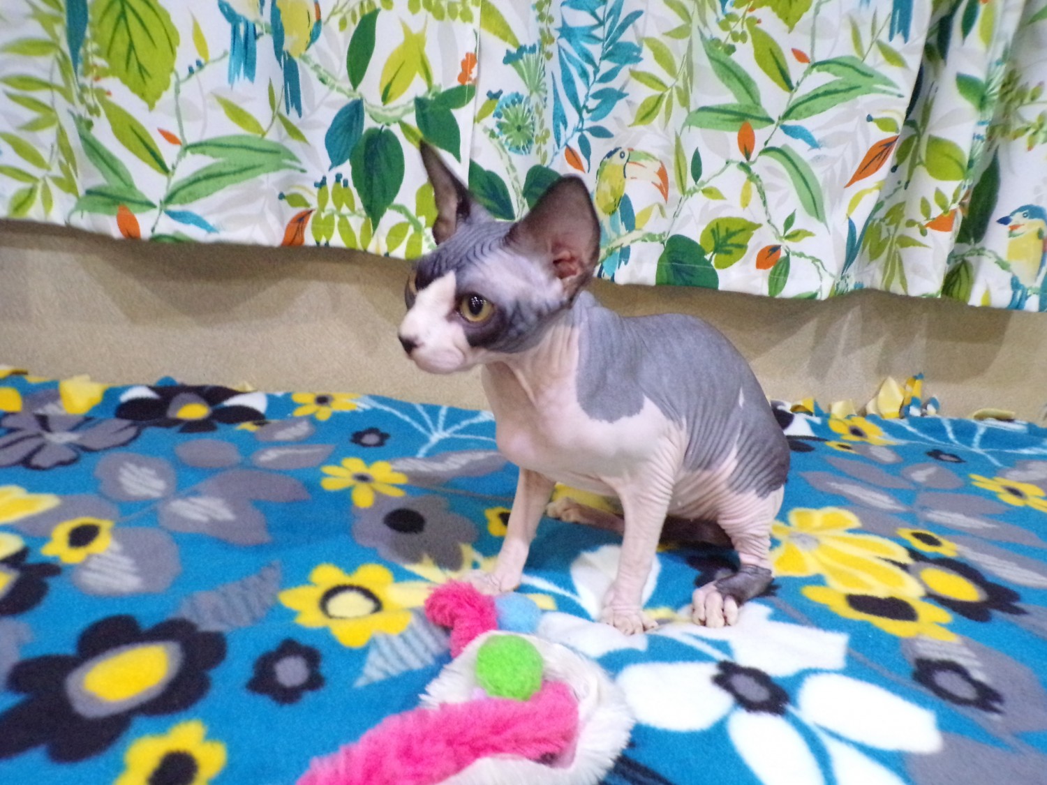 Sphynx Cats For Sale Hagerstown, MD 383265 Petzlover
