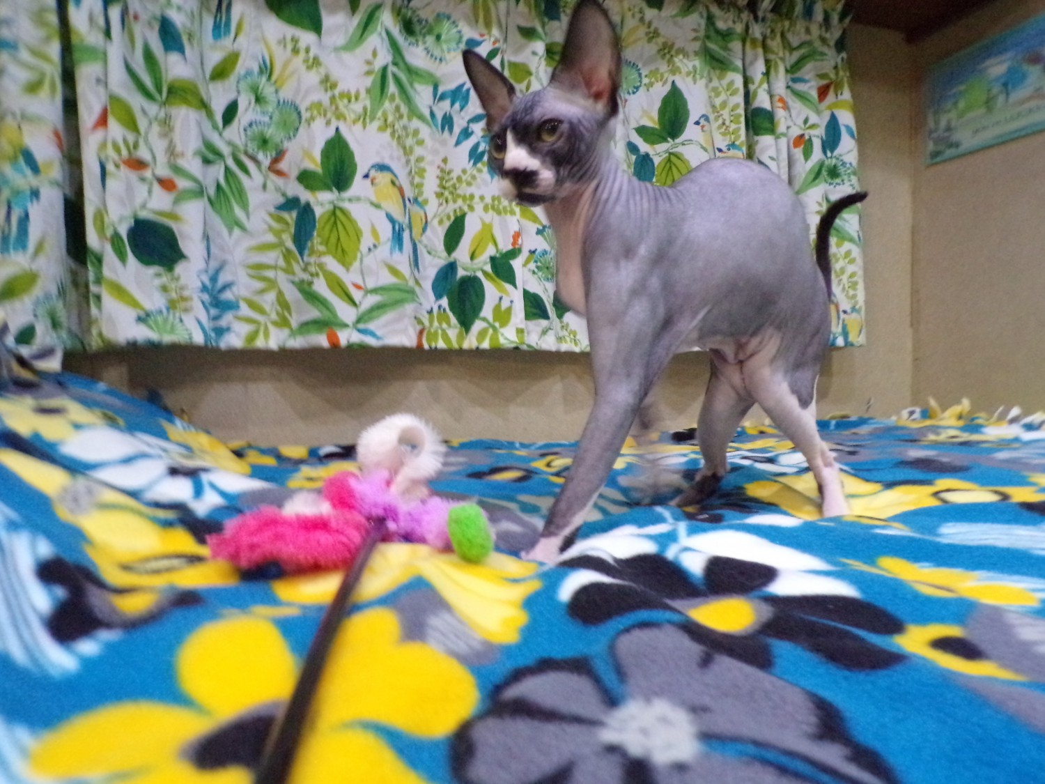 Sphynx Cats For Sale Hagerstown, MD 383265 Petzlover