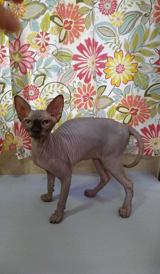 Sphynx Cats For Sale Hagerstown, MD 389922 Petzlover