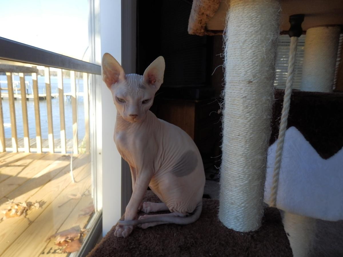 Sphynx Cats For Sale York, SC 102238 Petzlover