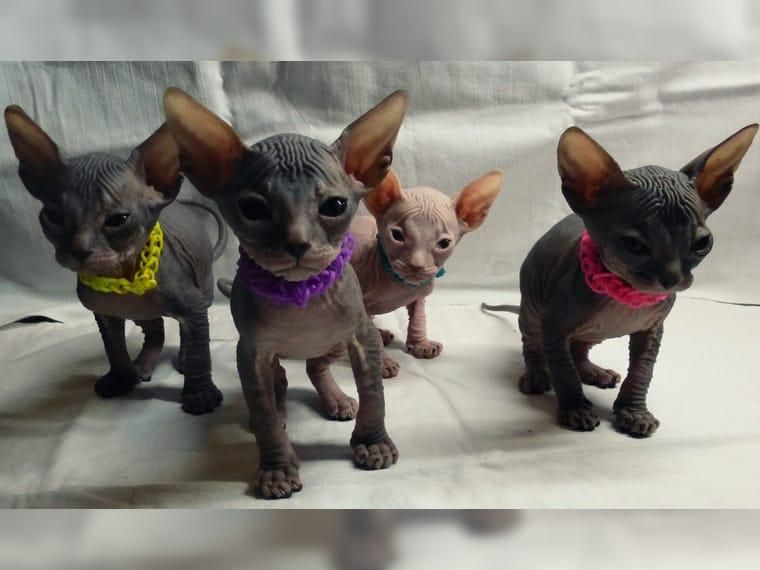Sphynx Cats For Sale Laredo, TX 141161 Petzlover