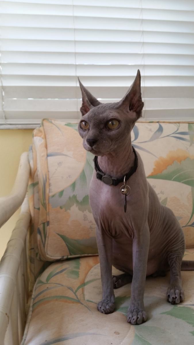 Sphynx Cats For Sale Daytona Beach, FL 143109 Petzlover