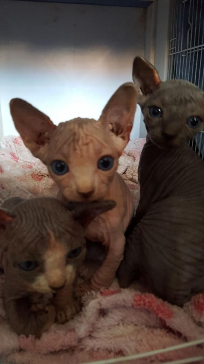 Sphynx Cats For Sale Charlotte, NC 150170 Petzlover