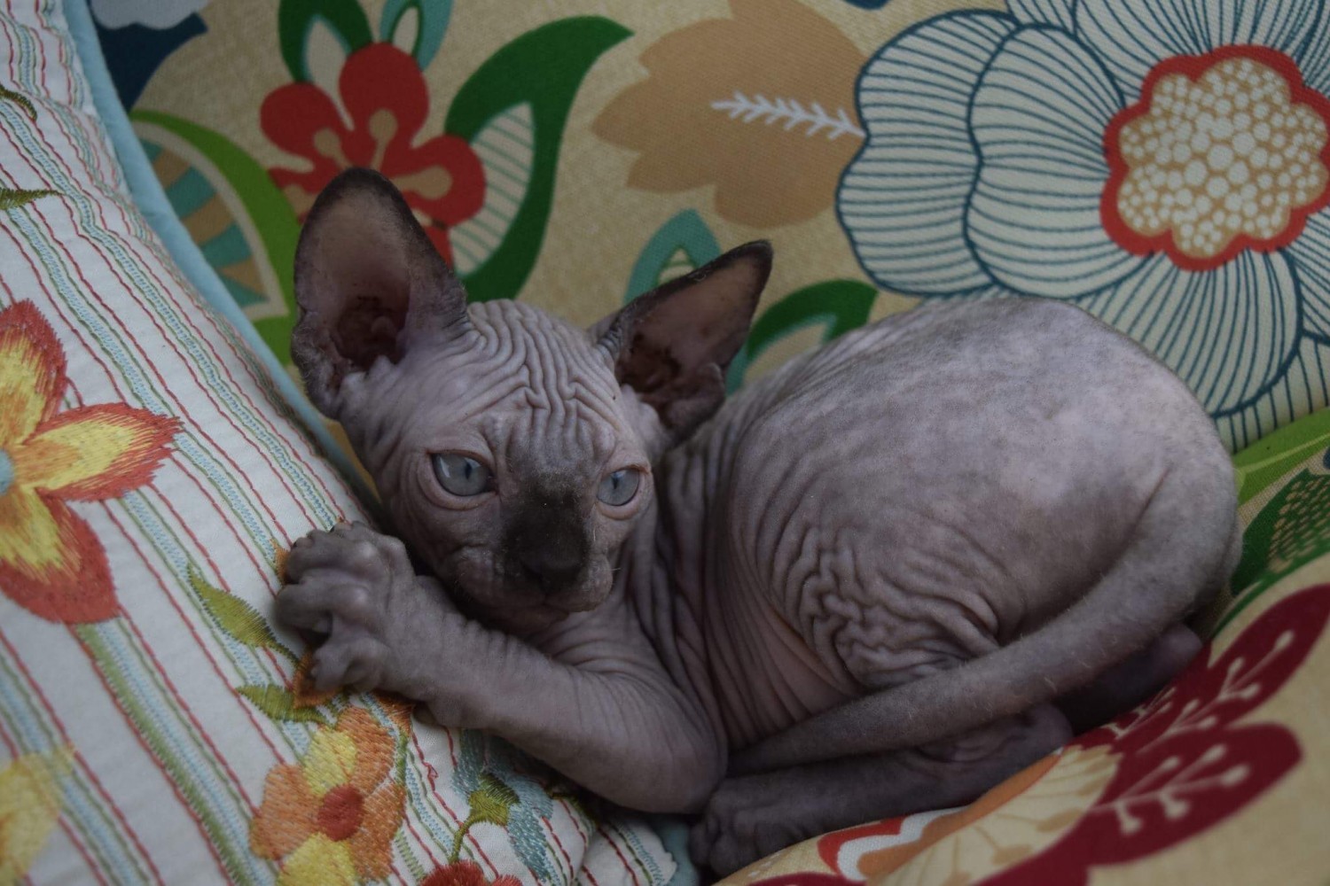 Sphynx Cats For Sale Madisonville, KY 208392 Petzlover