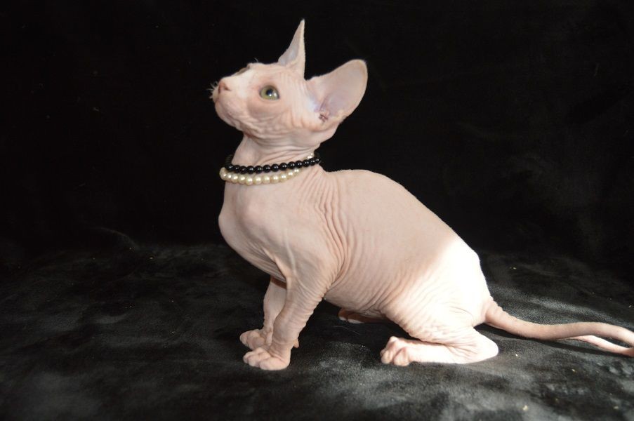 "Sphynx" Cats For Sale California Street, CA 223279
