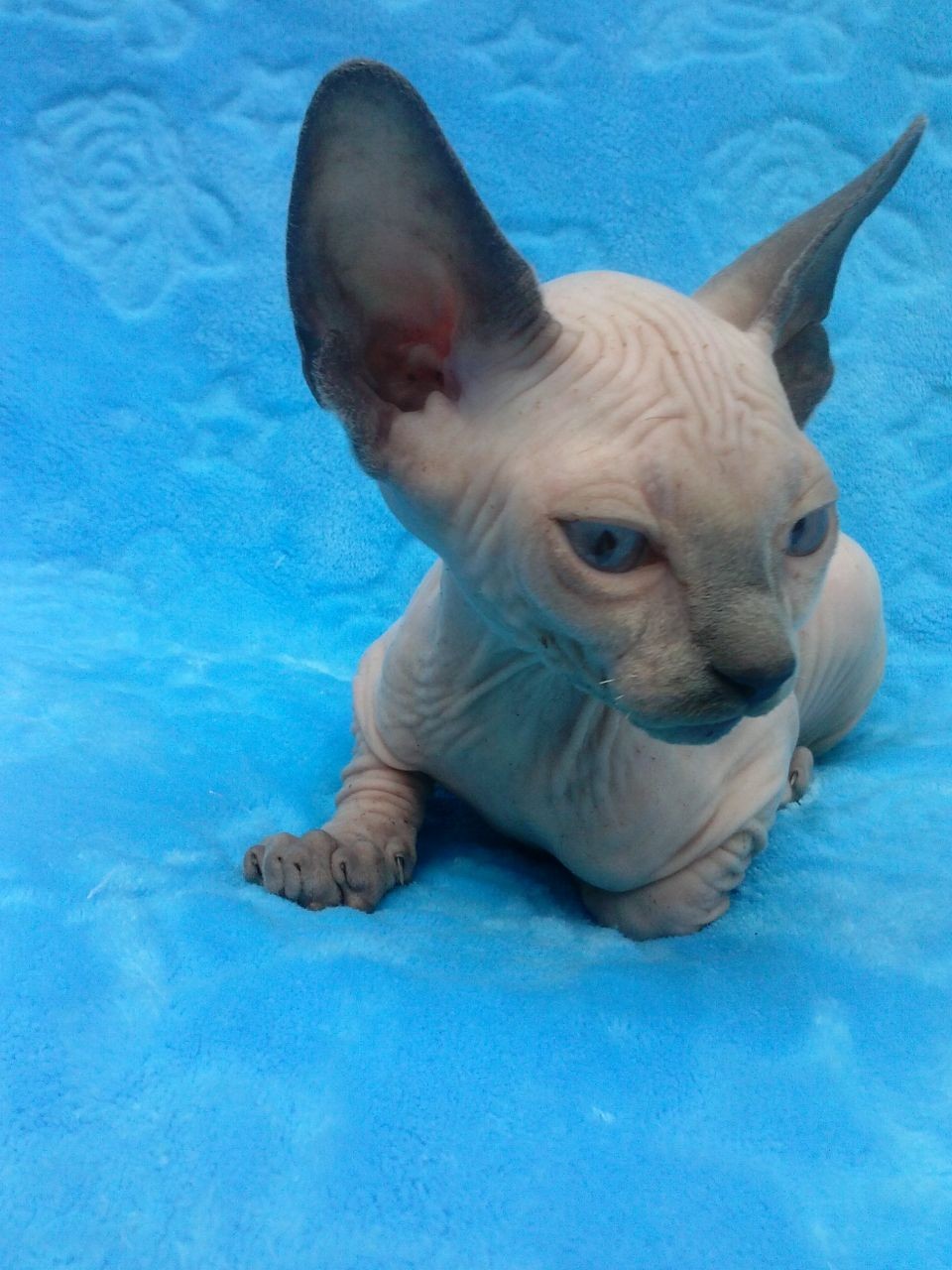 Sphynx Cats For Sale North Carolina Central University, Durham, NC