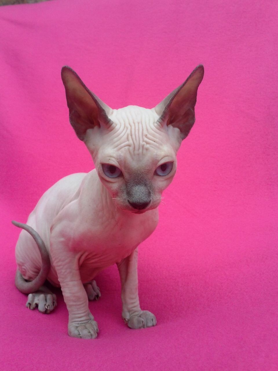 Sphynx Cats For Sale North Carolina Central University, Durham, NC