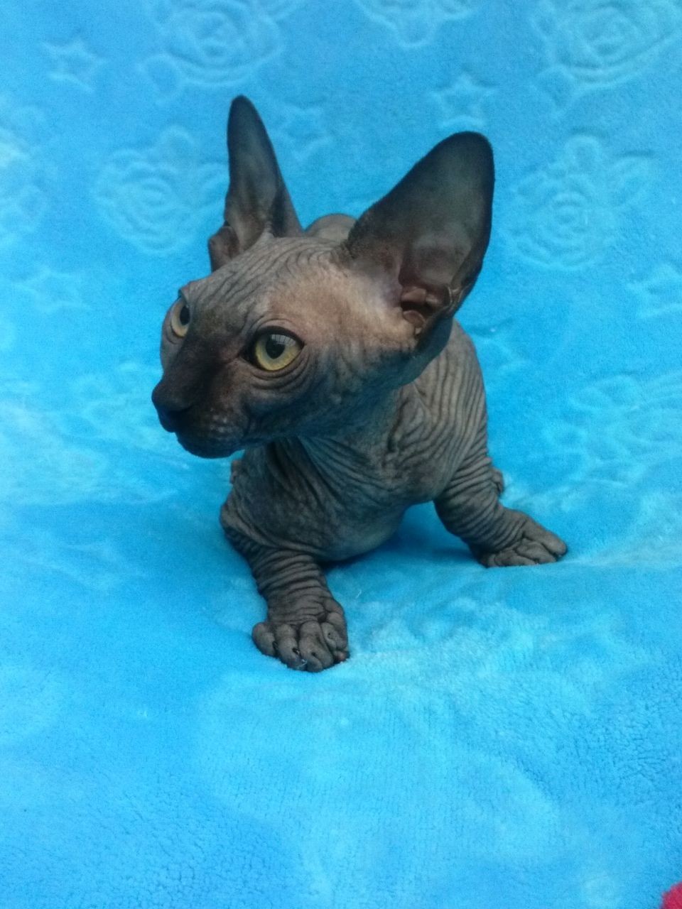 Sphynx Cats For Sale North Carolina Central University, Durham, NC