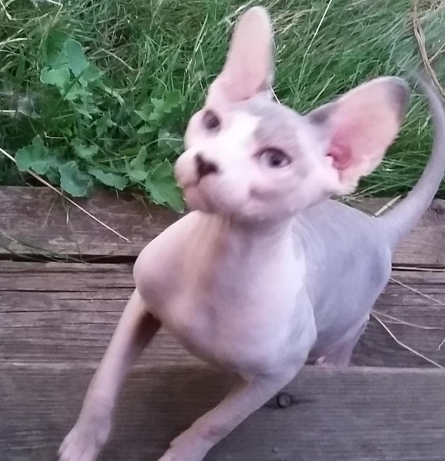 "Sphynx" Cats For Sale Pike Pine Retail Core, WA 247073