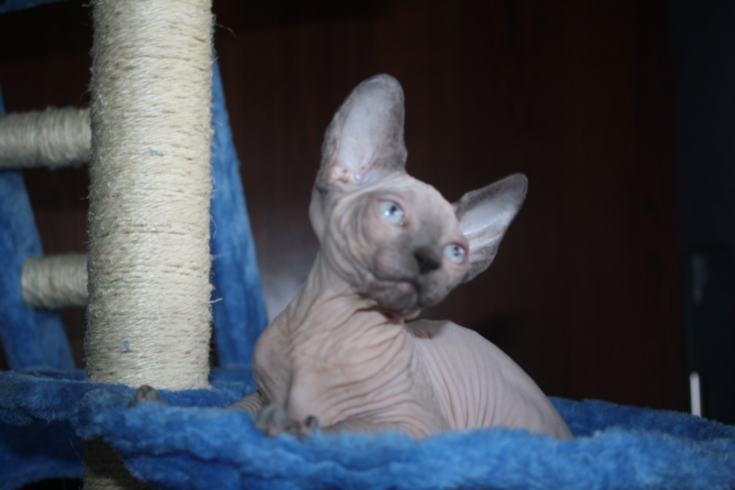 Sphynx Cats For Sale Fort Myers, FL 249310 Petzlover