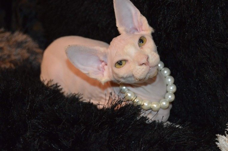 Sphynx Cats For Sale Miami, FL 252453 Petzlover