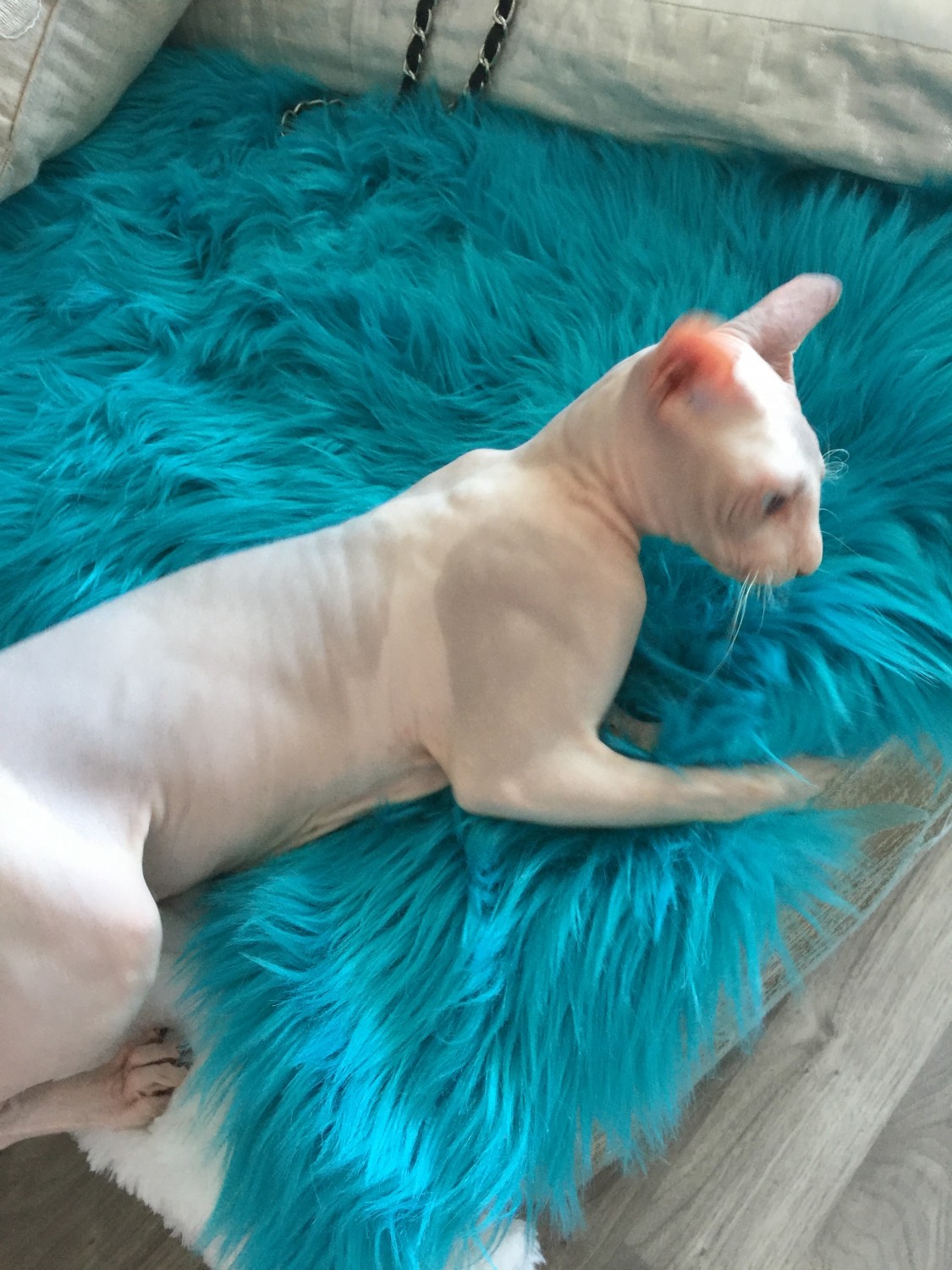 Sphynx Cats For Sale Miami, FL 270733 Petzlover