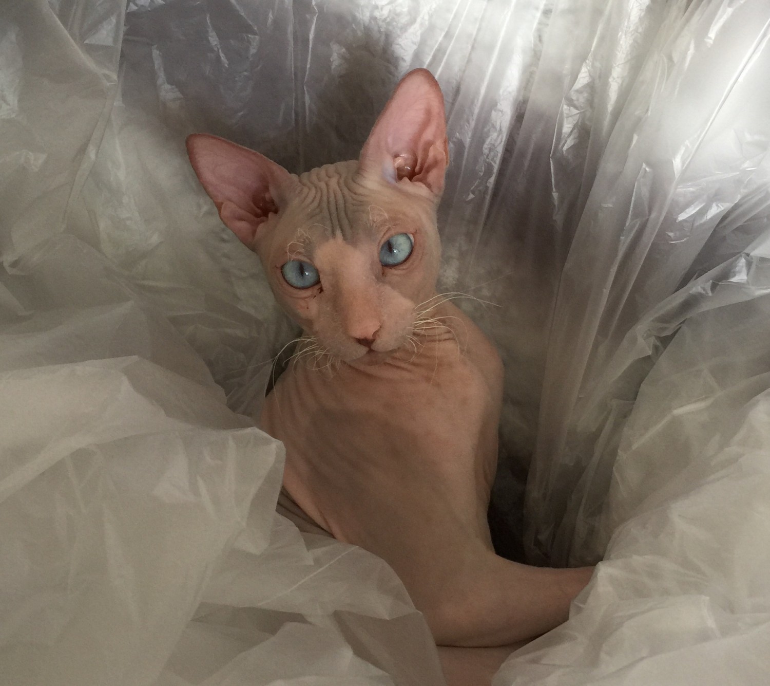 Sphynx Cats For Sale Miami, FL 270733 Petzlover