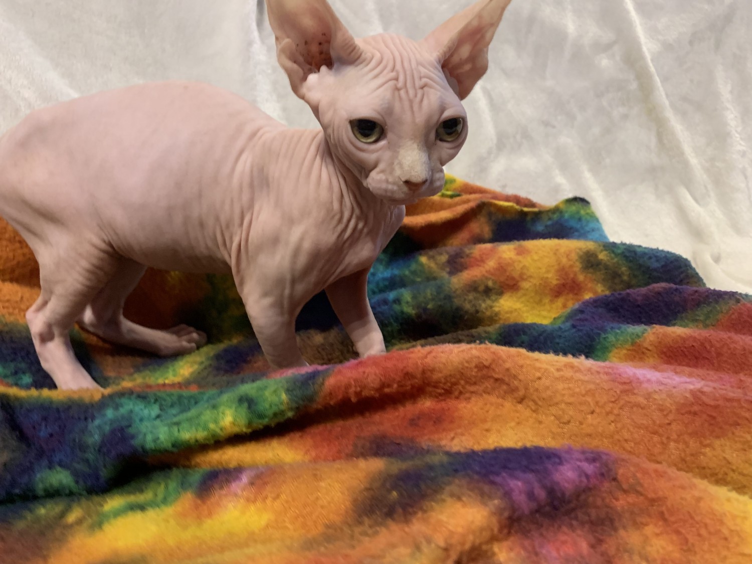 Sphynx Cats For Sale Bowie, MD 289443 Petzlover