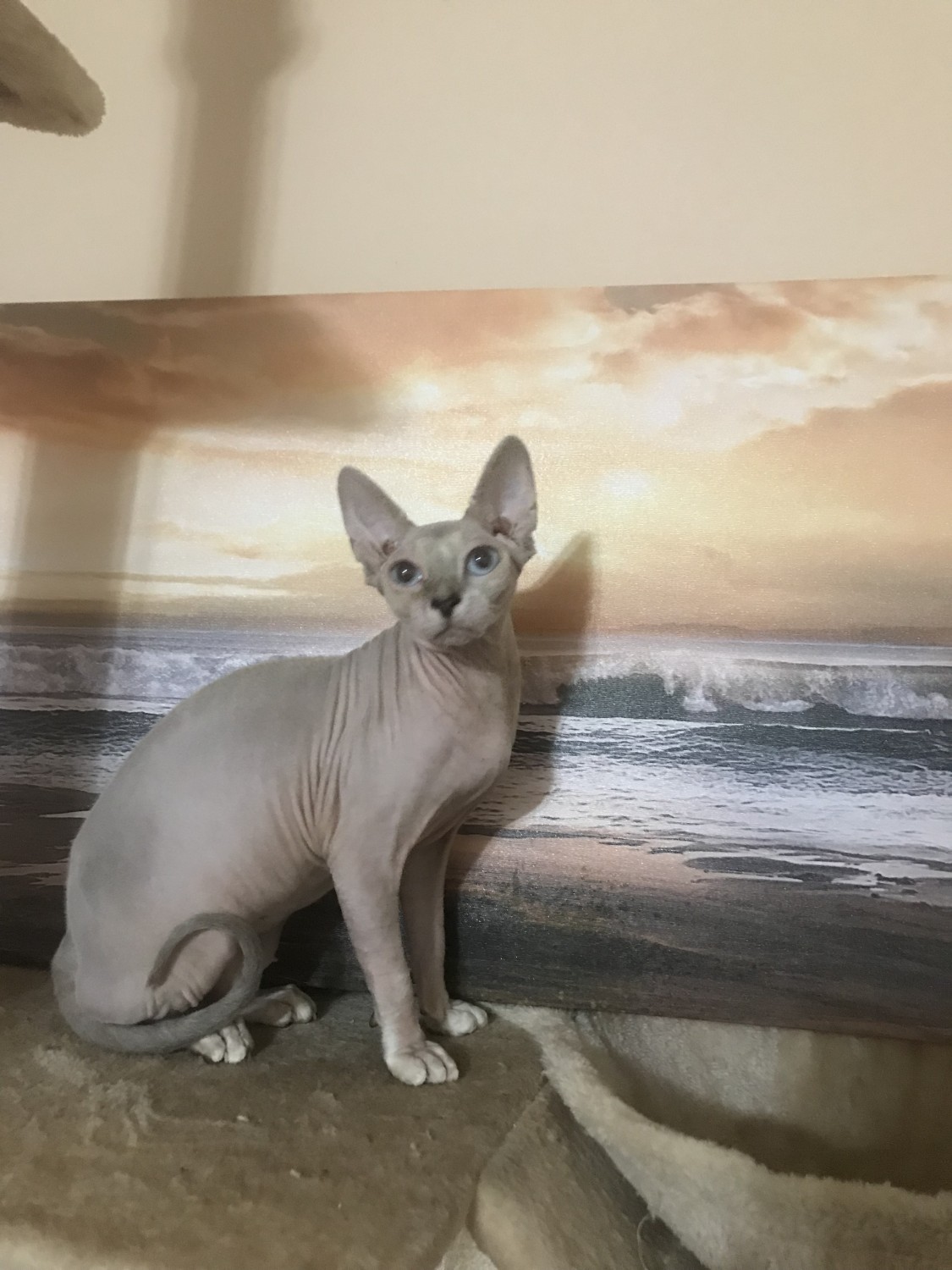 Sphynx Cats For Sale Boiling Springs, SC 303536