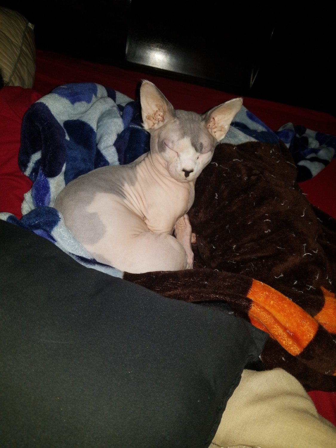 Sphynx Cats For Sale | Grapevine, TX #316665 | Petzlover