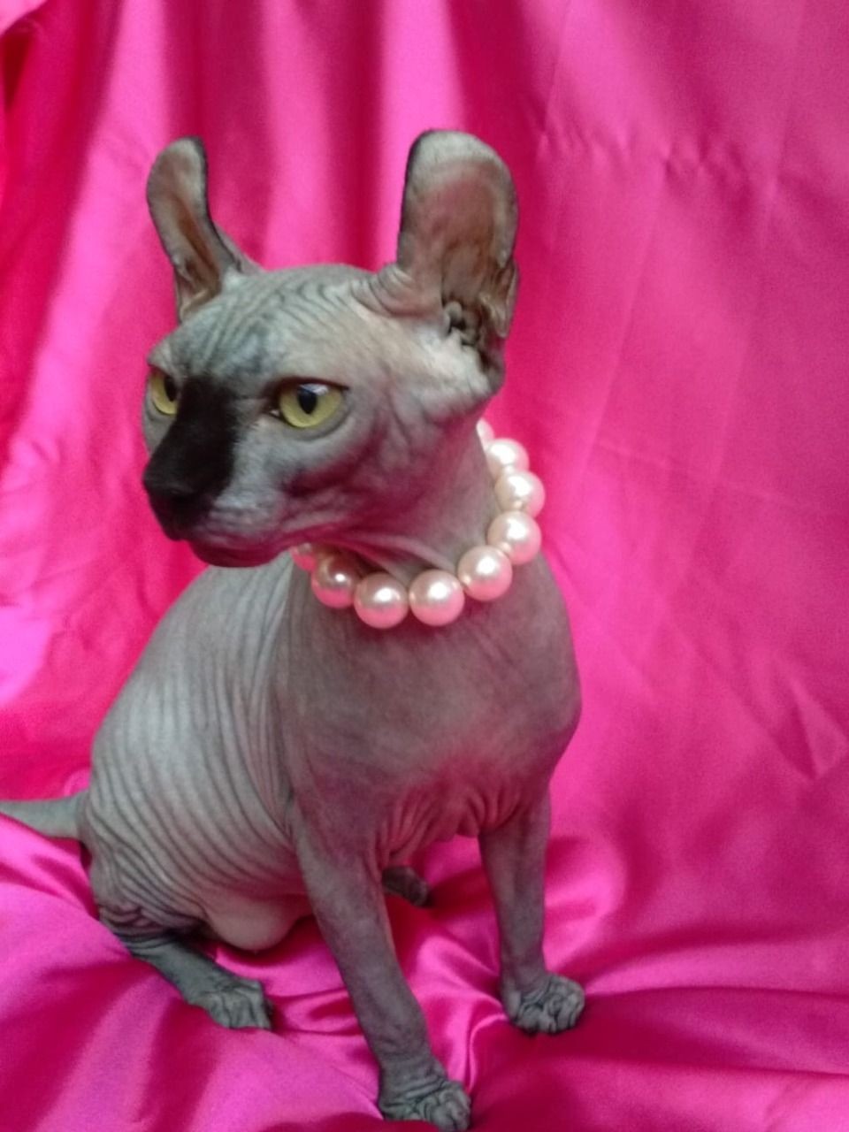 Sphynx Cats For Sale Seattle, WA 341168 Petzlover