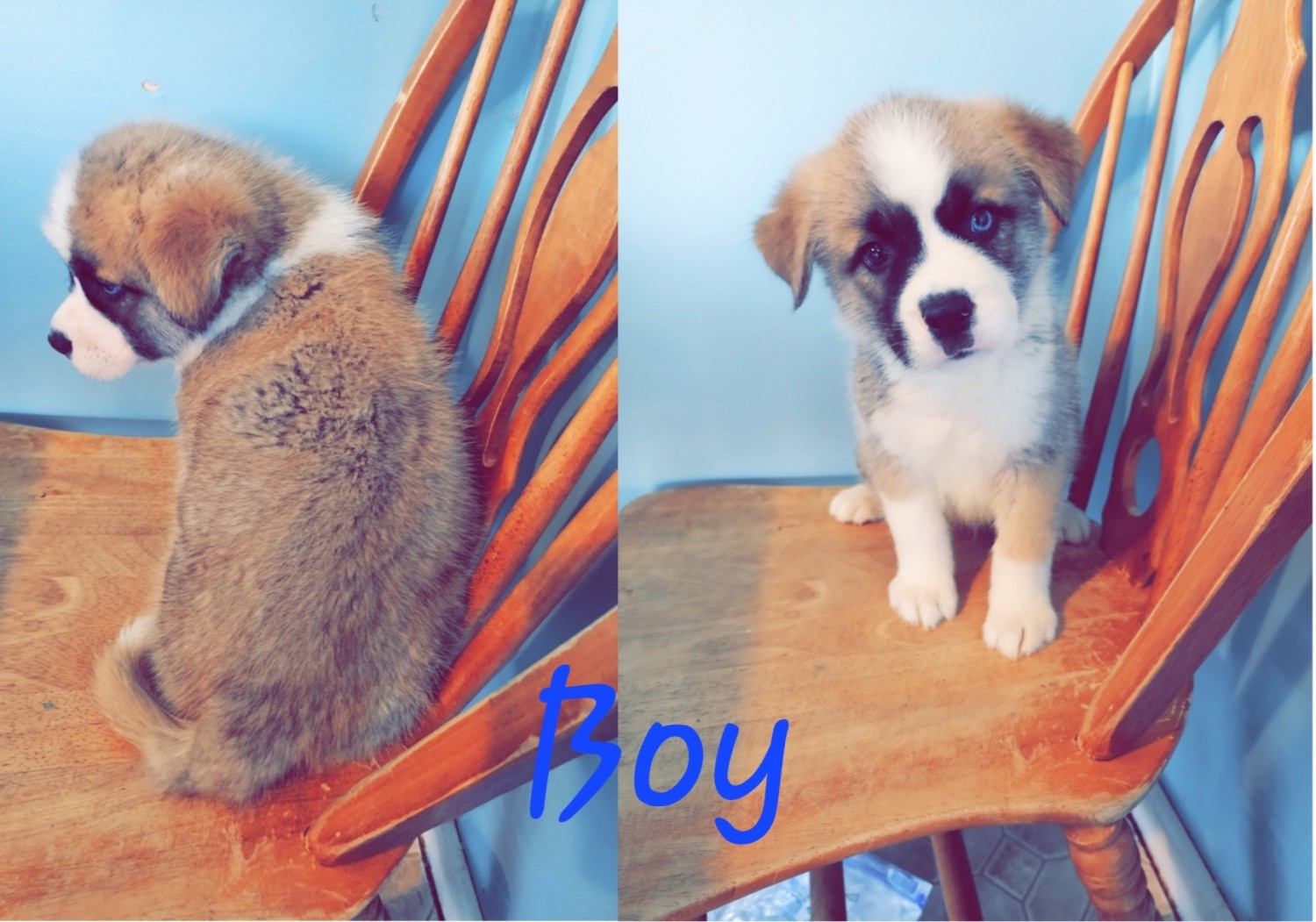 St. Bernard Puppies For Sale Sumner, MI 423743