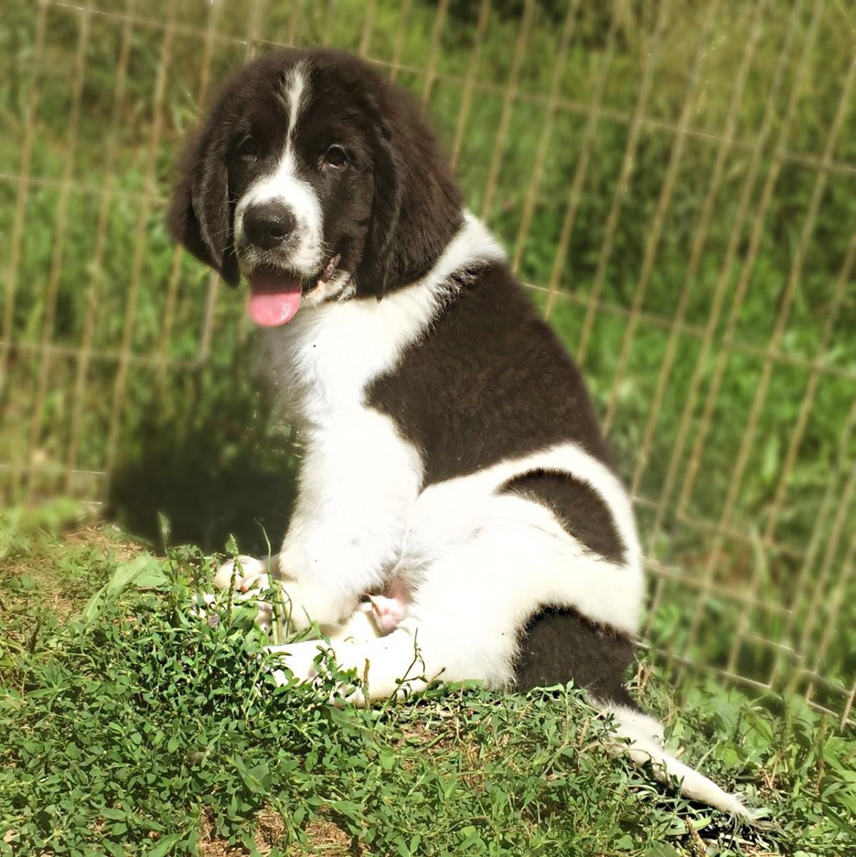 st bernewfie puppies