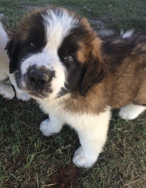 St. Bernard Puppies For Sale New York, NY 245997