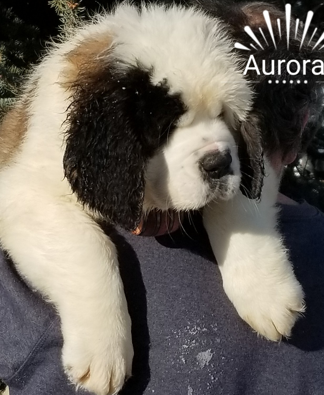 St. Bernard Puppies For Sale Fairbanks, AK 275056