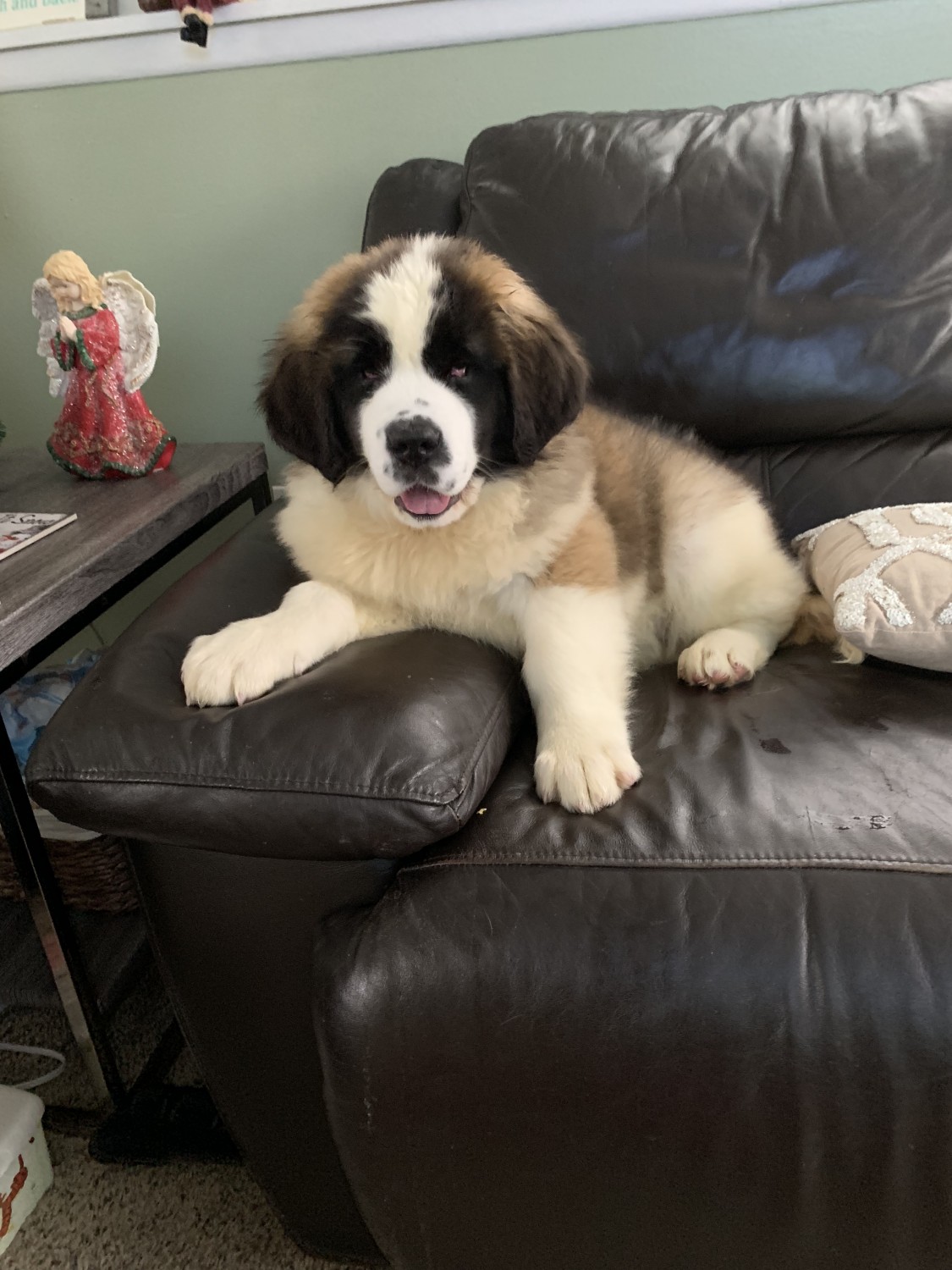 St. Bernard Puppies For Sale Gibraltar, MI 285701
