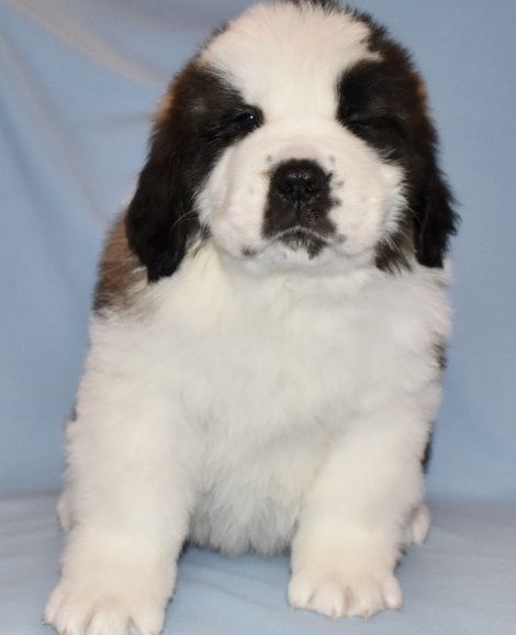 St. Bernard Puppies For Sale | Central, CO #293549