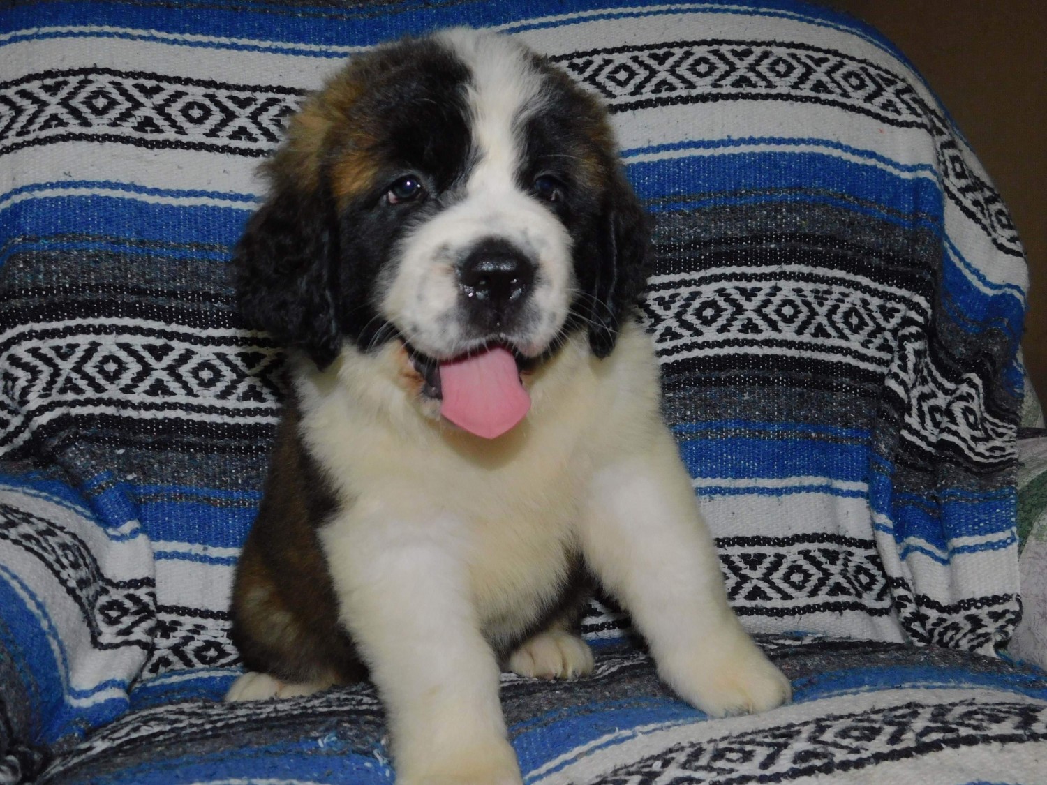 St. Bernard Puppies For Sale North Canton, OH 300433