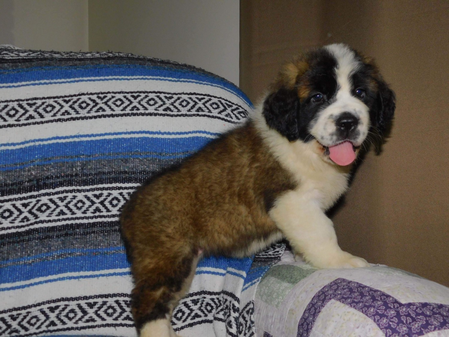 St. Bernard Puppies For Sale North Canton, OH 300433
