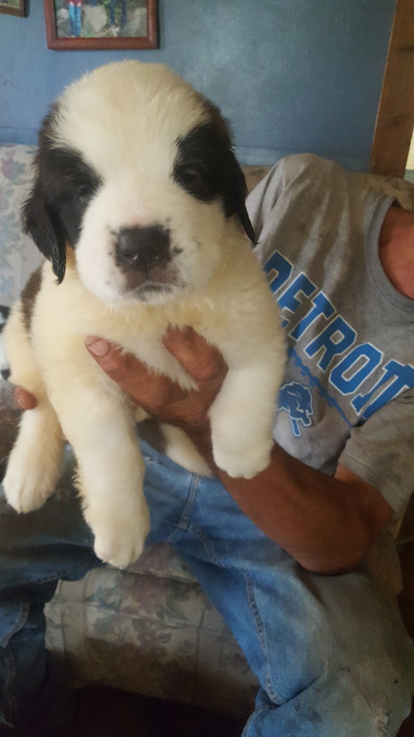 St. Bernard Puppies For Sale Wayland, MI 303422