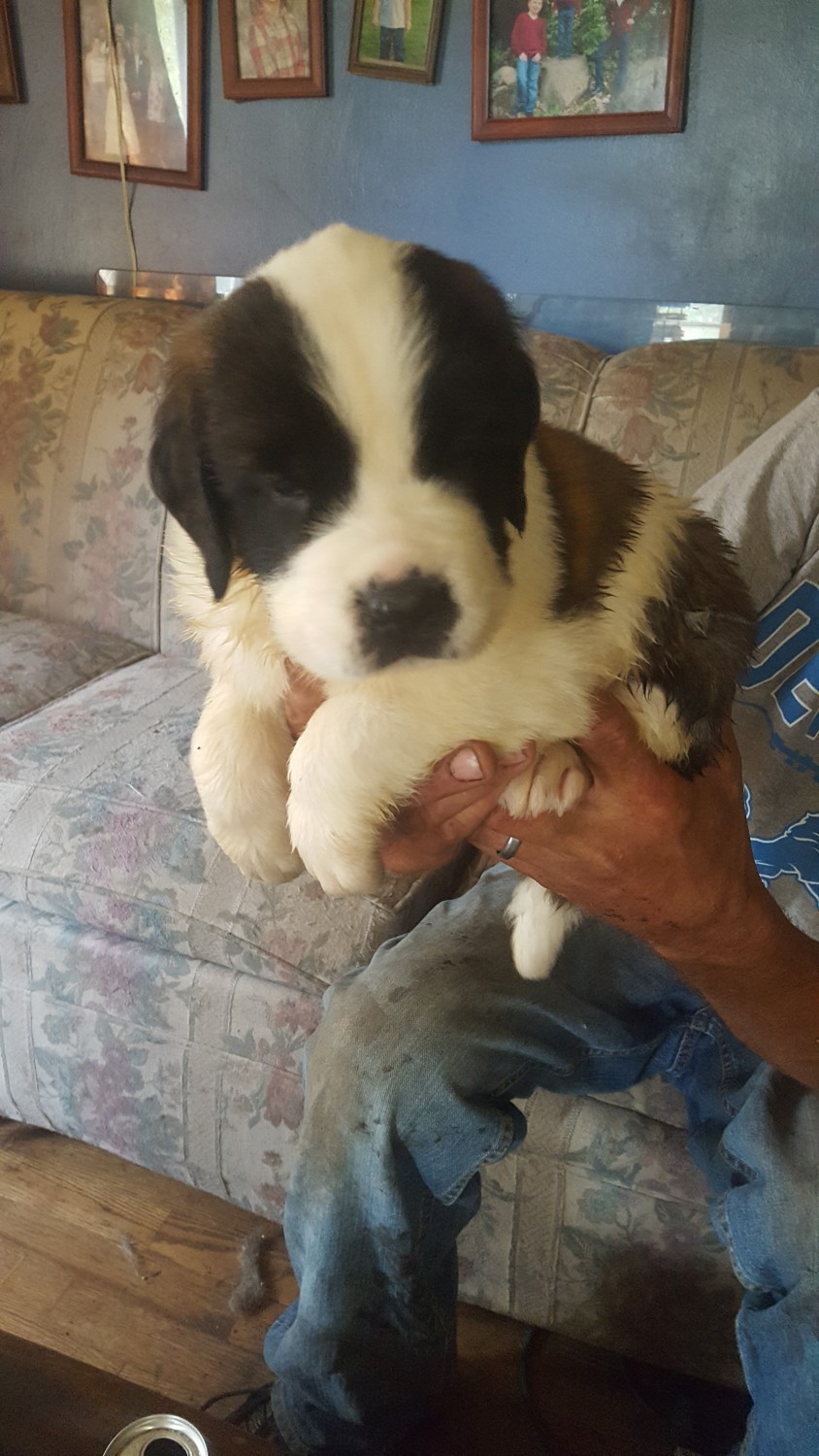 St. Bernard Puppies For Sale Wayland, MI 303422