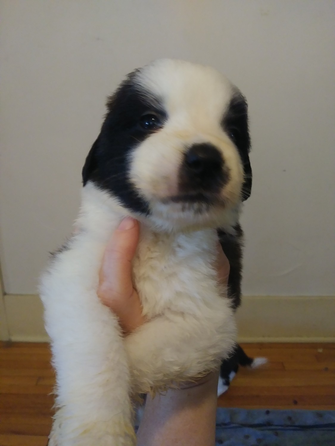 St. Bernard Puppies For Sale | Lincoln, NE #311452