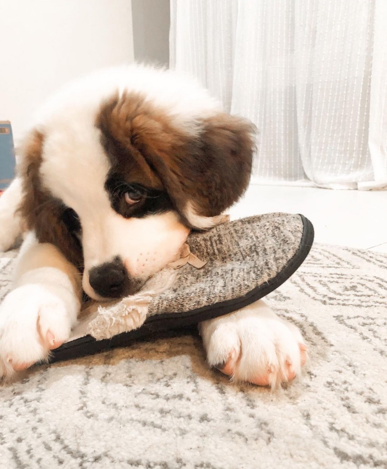 St. Bernard Puppies For Sale Melbourne, FL 348173