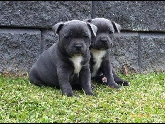 kc staffordshire bull terrier puppies for sale