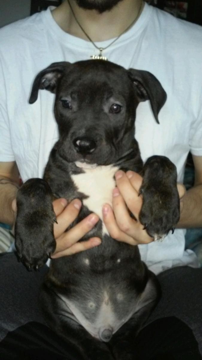 Staffordshire Bull Terrier Puppies For Sale Portland, OR