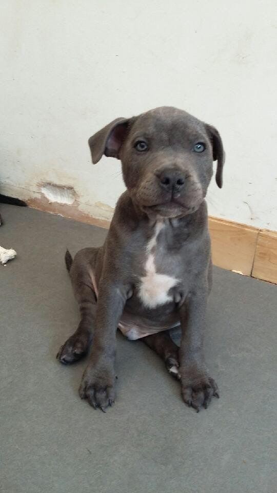 Staffordshire Bull Terrier Puppies For Sale Houston, TX
