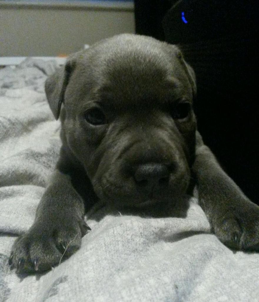 Staffordshire Bull Terrier Puppies For Sale Birmingham