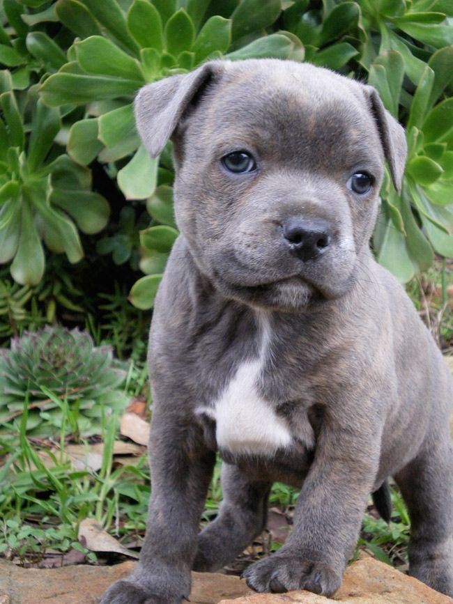 Staffordshire Bull Terrier Puppies For Sale Lingle, WY