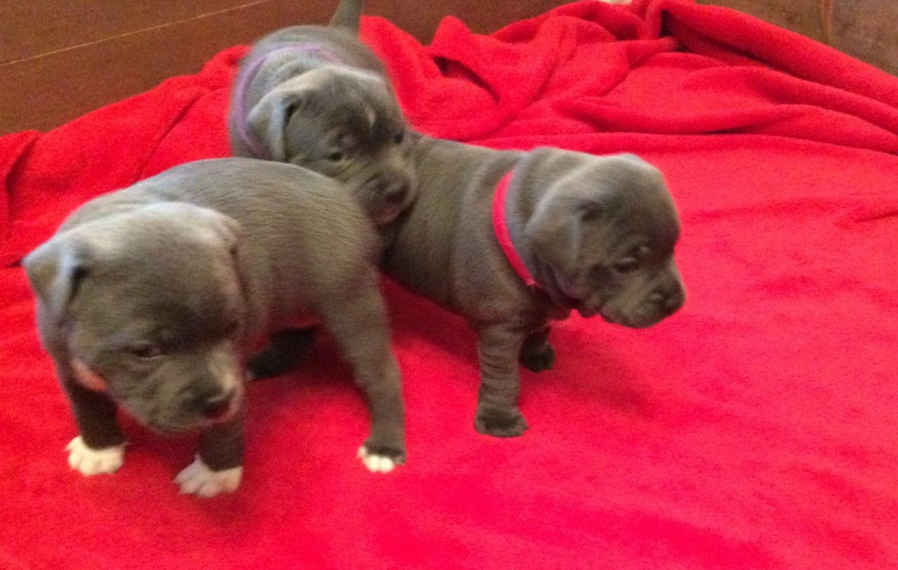 Staffordshire Bull Terrier Puppies For Sale Jacksonville