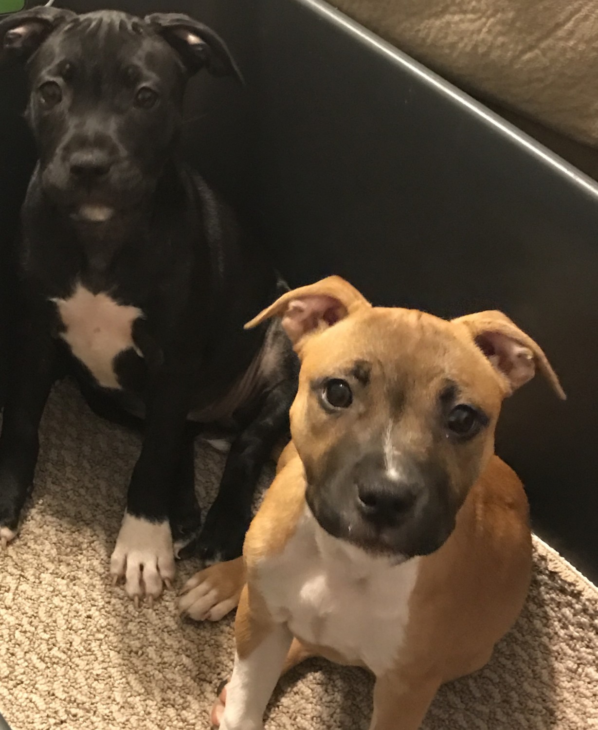 Staffordshire Bull Terrier Puppies For Sale Northside