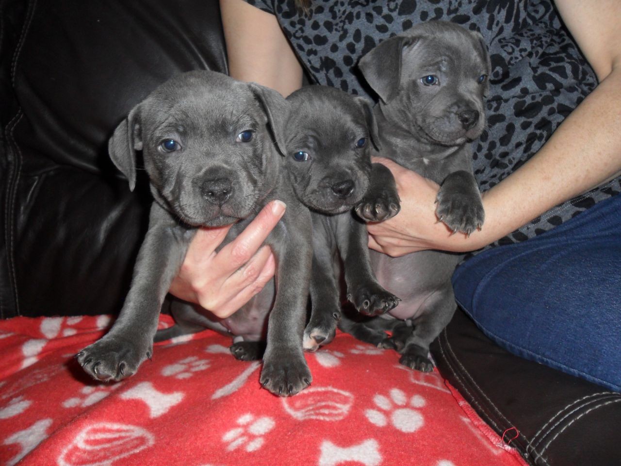 Staffordshire Bull Terrier Puppies For Sale Tucson, AZ