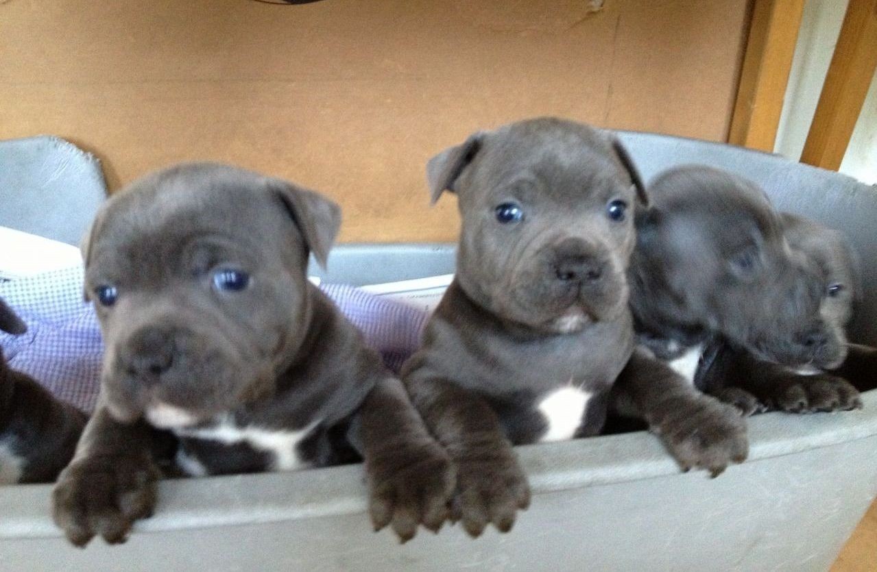 Staffordshire Bull Terrier Puppies For Sale Miami, FL