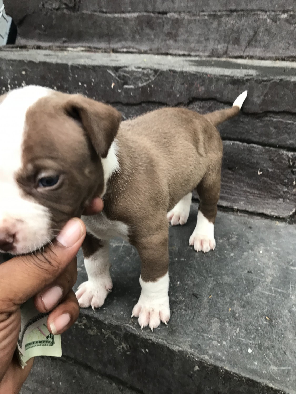 Staffordshire Bull Terrier Puppies For Sale Brooklyn, NY