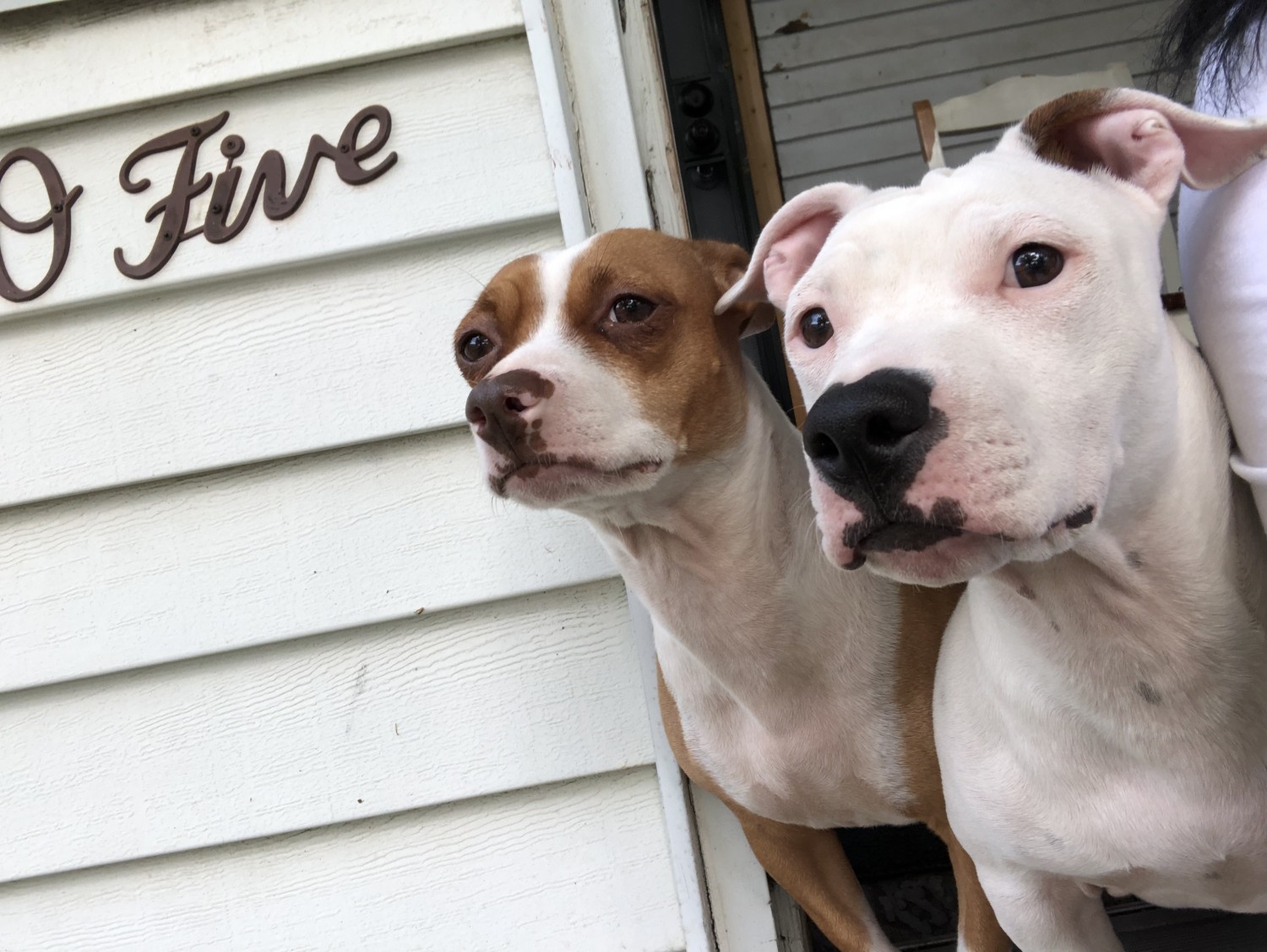 Staffordshire Bull Terrier Puppies For Sale Lansing, MI