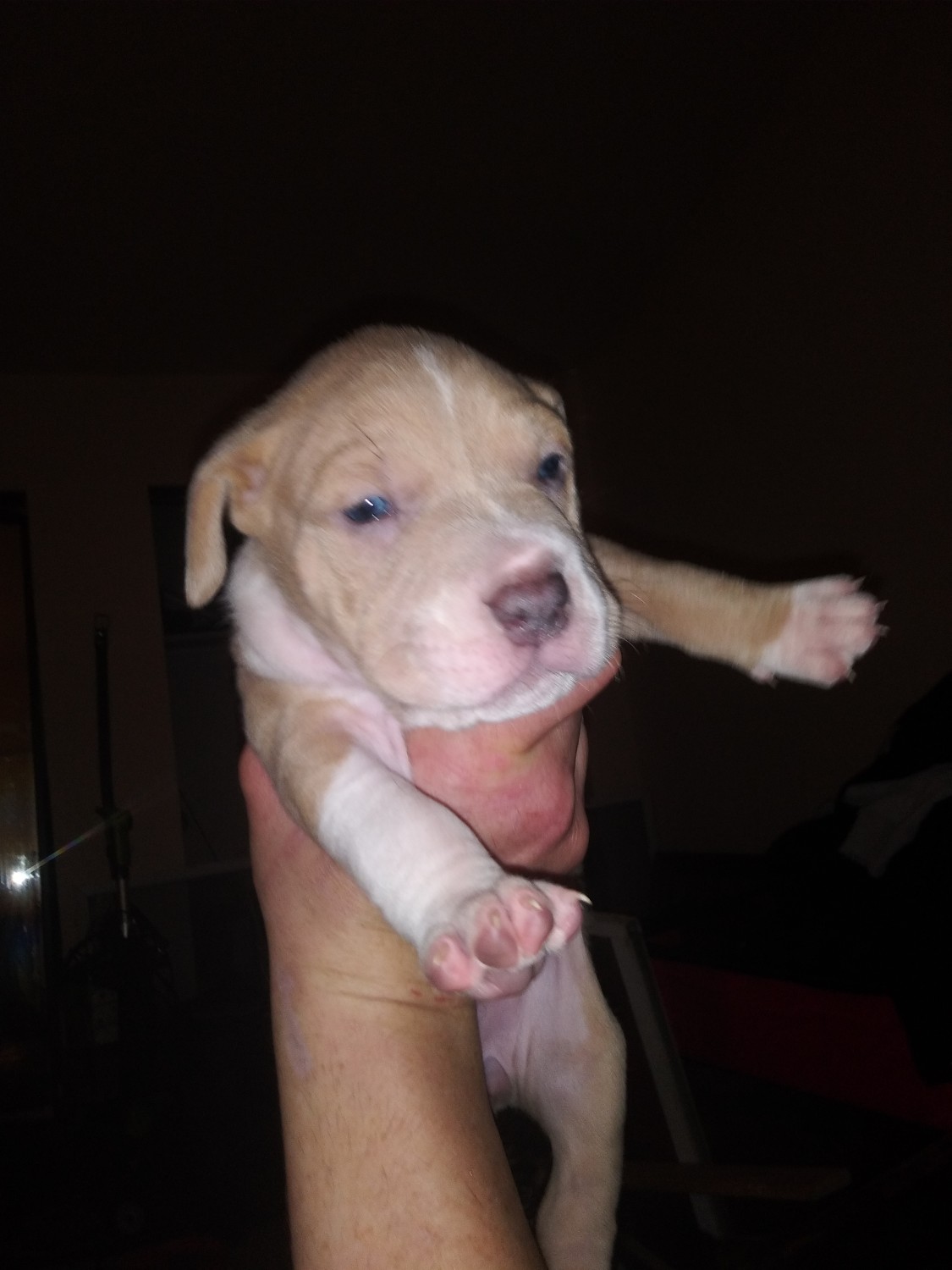 Staffordshire Bull Terrier Puppies For Sale Sacramento