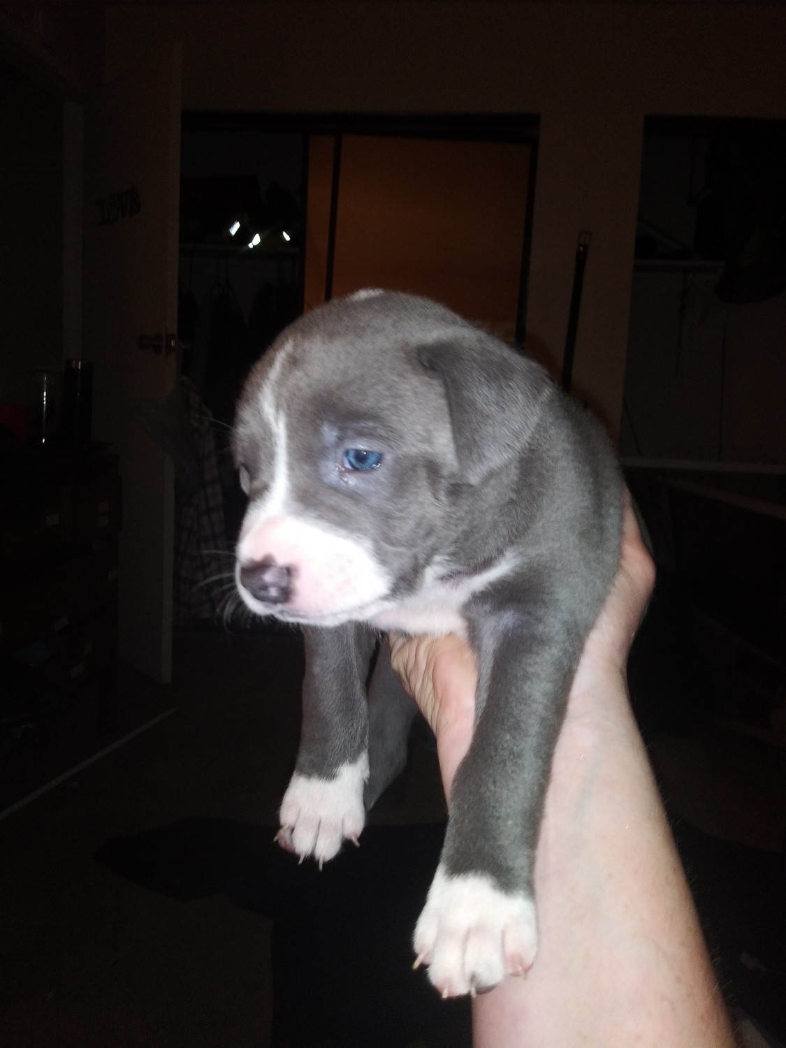 Staffordshire Bull Terrier Puppies For Sale Sacramento